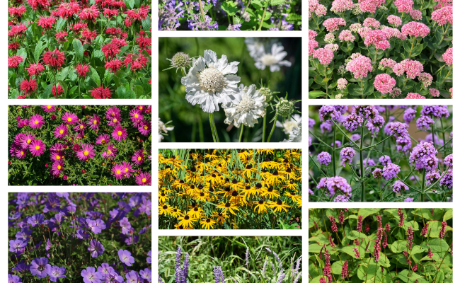 Top 10 langbloeiende vaste planten