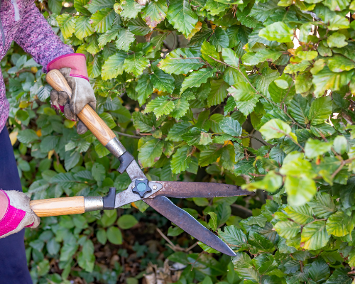 Snoeitips: alles over het snoeien van haagplanten