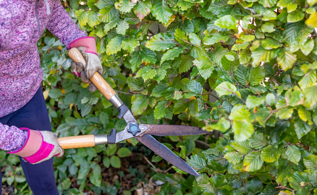 Snoeitips: alles over het snoeien van haagplanten