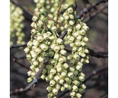 Staartaar - Stachyurus chinensis praecox