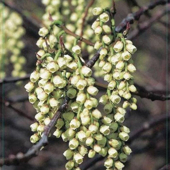 Staartaar - Stachyurus chinensispraecox
