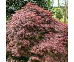 Japanse esdoorn op stam - Acer palmatum 'Dissectum Red Tamukeyama'
