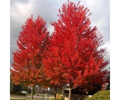 Amerikaanse esdoorn - Acer freemanii Autumn Blaze