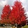 Amerikaanse esdoorn - Acer freemanii 'Jeffersred'