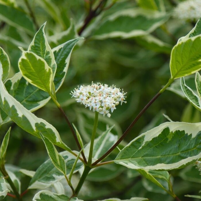 Reuzenkornoelje (Cornus controversa 'Variegata')