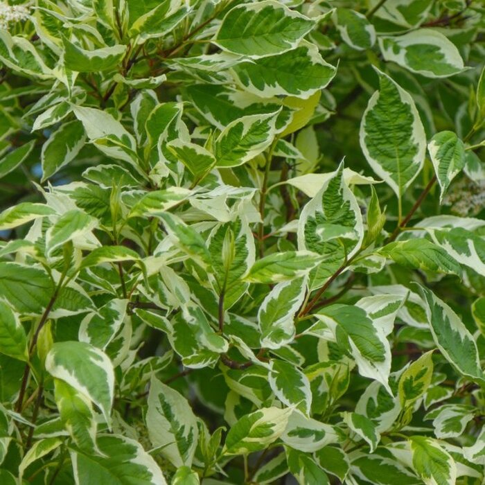 Reuzenkornoelje (Cornus controversa 'Variegata')