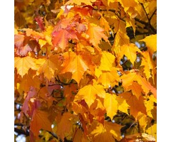 Bolesdoorn op stam - Acer platanoides 'Golden Globe'