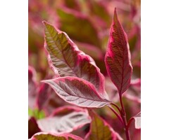 Witte kornoelje op stam - Cornus alba Miracle