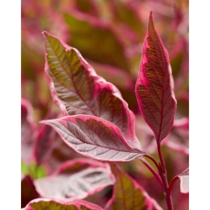 Witte kornoelje op stam - Cornus alba Miracle