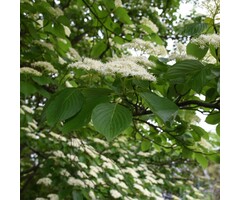 Reuzenkornoelje meerstammig - Cornus controversa