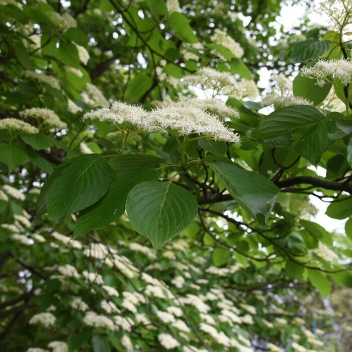 Reuzenkornoelje meerstammig (Cornus controversa )