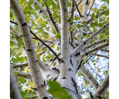 Ruwe berk meerstammig - Betula pendula