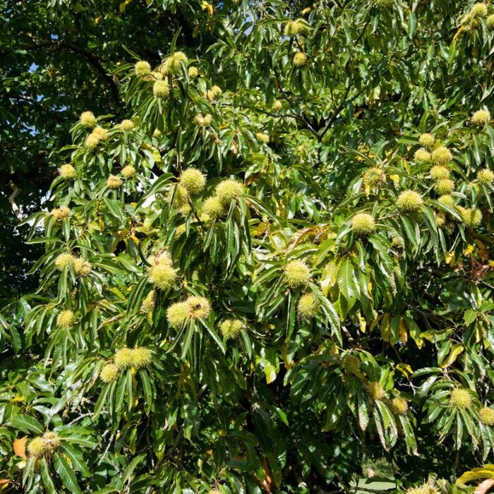 Tamme Kastanje meerstammig - Castanea sativa