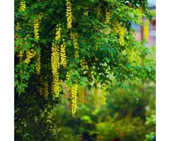 Goudenregen meerstammig - Laburnum anagyroides