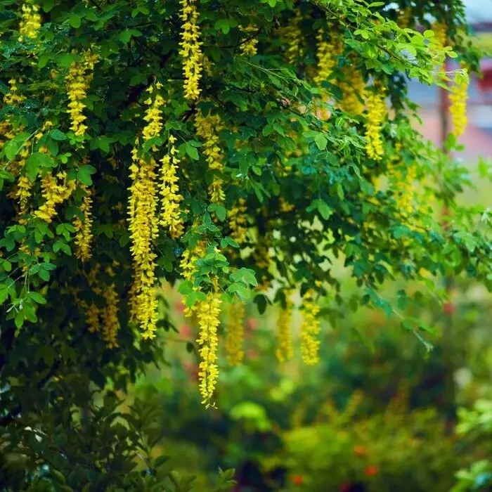 Goudenregen meerstammig - Laburnum anagyroides