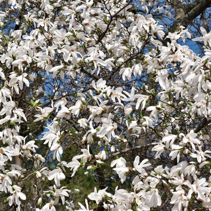Beverboom meerstammig - Magnolia loebneri 'Merrill'