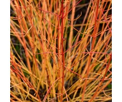 Canadese kornoelje op stam - Cornus sanguinea 'Midwinter Fire'