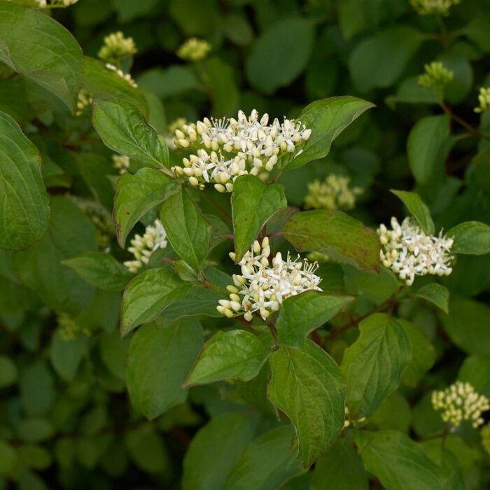 Canadese kornoelje op stam - Cornus sanguinea 'Midwinter Fire'