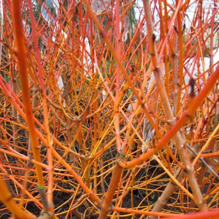 Canadese kornoelje op stam - Cornus sanguinea 'Midwinter Fire'