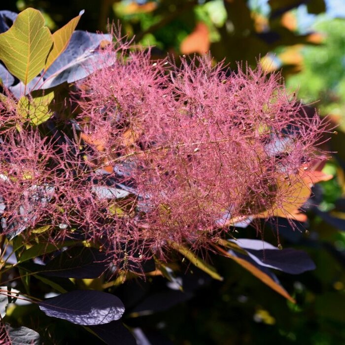 Pruikenboom op stam - Cotinus coggygria 'Royal Purple'