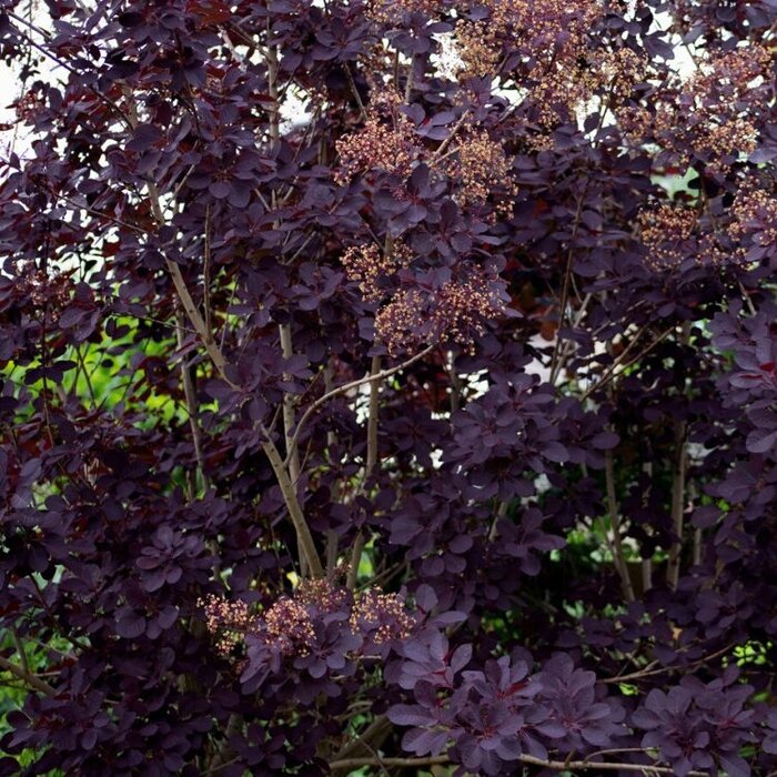 Pruikenboom op stam - Cotinus coggygria 'Royal Purple'