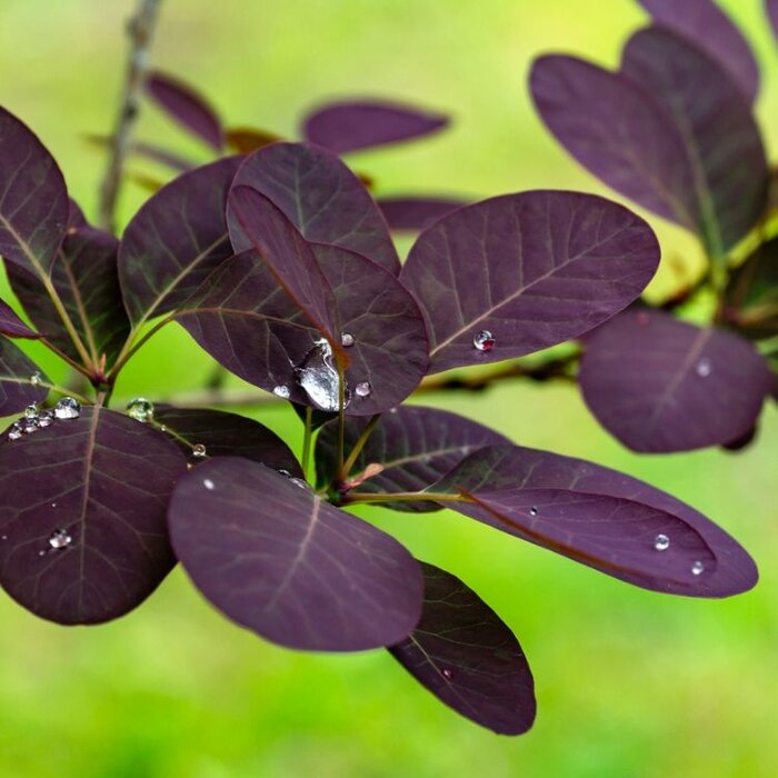 Pruikenboom op stam - Cotinus coggygria 'Royal Purple'
