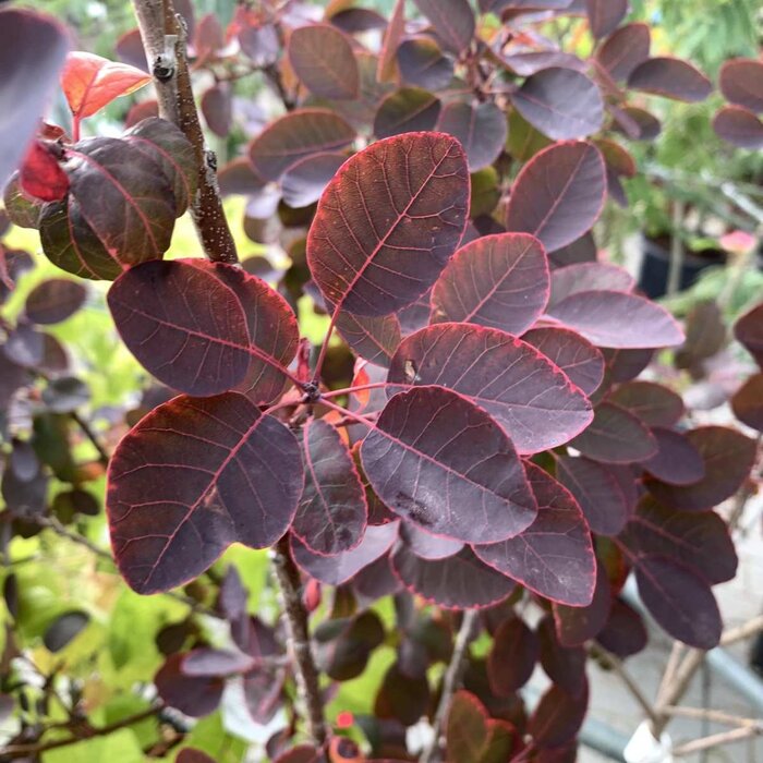 Pruikenboom op stam - Cotinus coggygria 'Royal Purple'