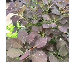 Pruikenboom op stam - Cotinus coggygria 'Royal Purple'