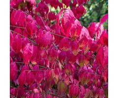 Kardinaalshoed op stam - Euonymus alatus 'Compactus'