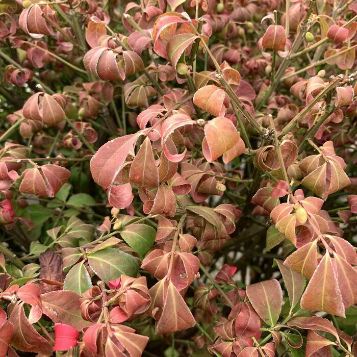 Kardinaalshoed op stam (Euonymus alatus 'Compactus')