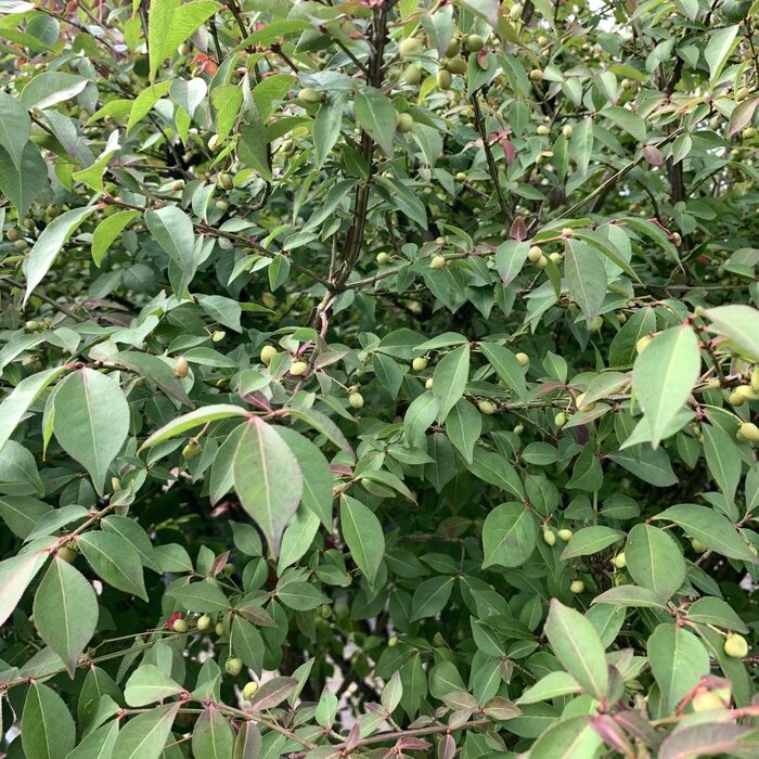 Kardinaalshoed op stam (Euonymus alatus 'Compactus')