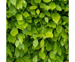 Groene Beukenboom op stam  - Fagus sylvatica