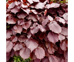 Rode beukenboom op stam - Fagus sylvatica 'Atropunicea'