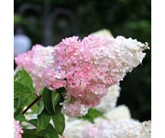 Pluimhortensia op stam - Hydrangea paniculata 'Phantom'