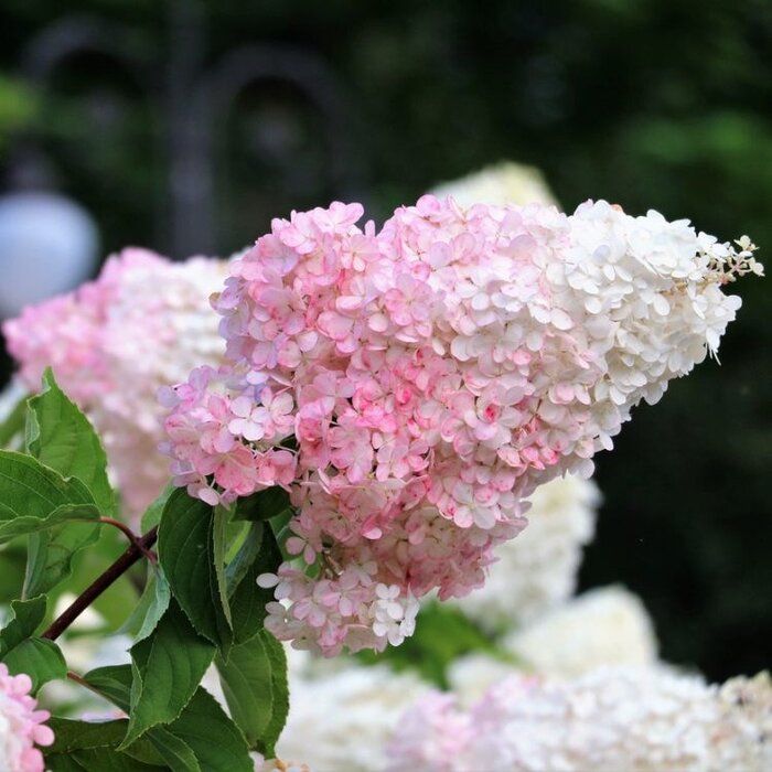 Pluimhortensia op stam (Hydrangea paniculata 'Phantom')