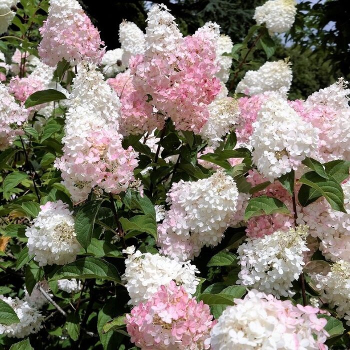 Pluimhortensia op stam (Hydrangea paniculata 'Phantom')
