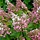 Hortensia op stam (Hydrangea paniculata 'Pinky Winky' )