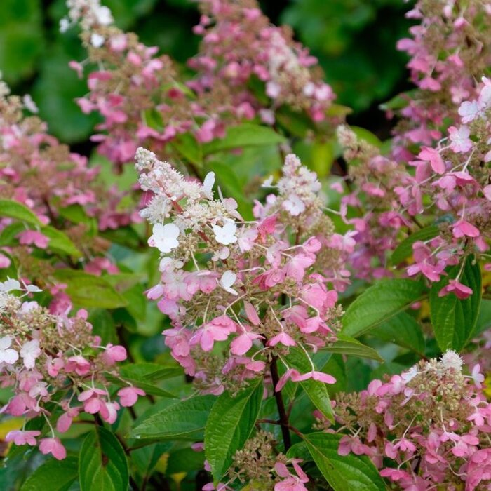 Pluimhortensia op stam (Hydrangea paniculata 'Pinky Winky' )