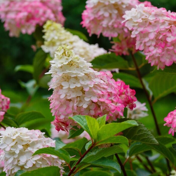 Pluimhortensia op stam (Hydrangea paniculata Sundae Fraise)