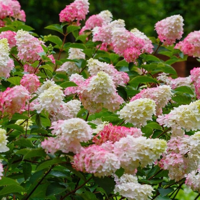 Pluimhortensia op stam (Hydrangea paniculata Sundae Fraise)