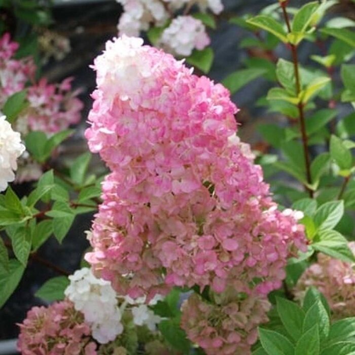 Pluimhortensia op stam (Hydrangea paniculata Sundae Fraise)