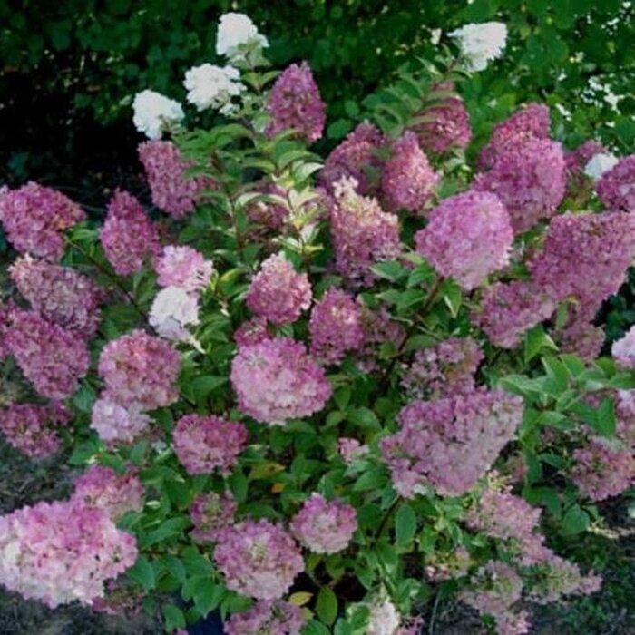 Pluimhortensia op stam (Hydrangea paniculata Sundae Fraise)