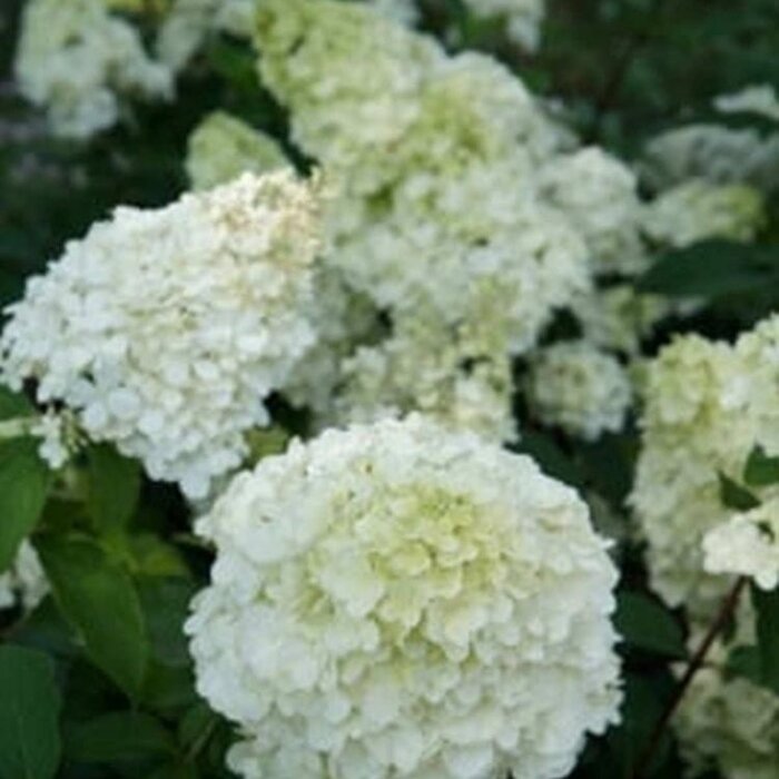 Pluimhortensia op stam (Hydrangea paniculata Sundae Fraise)