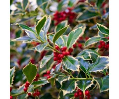 Bonte hulst op stam - Ilex aquifolium 'Argentea Marginata'