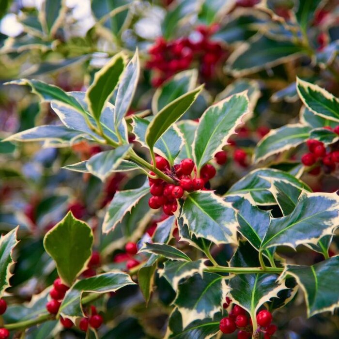 Bonte hulst op stam (Ilex aquifolium 'Argentea Marginata' )