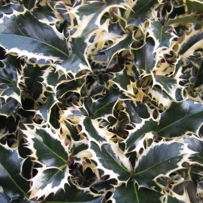 Bonte hulst op stam (Ilex aquifolium 'Argentea Marginata' )