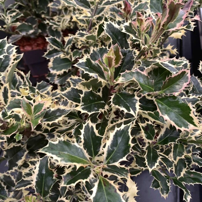 Bonte hulst op stam (Ilex aquifolium 'Argentea Marginata' )