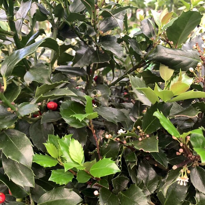 Blauwe hulst op stam (Ilex meserveae 'Blue Princess')