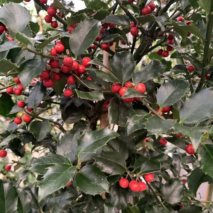 Blauwe hulst op stam (Ilex meserveae 'Blue Princess')