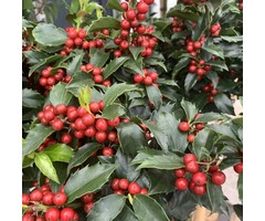 Blauwe hulst op stam - Ilex meserveae 'Blue Princess'